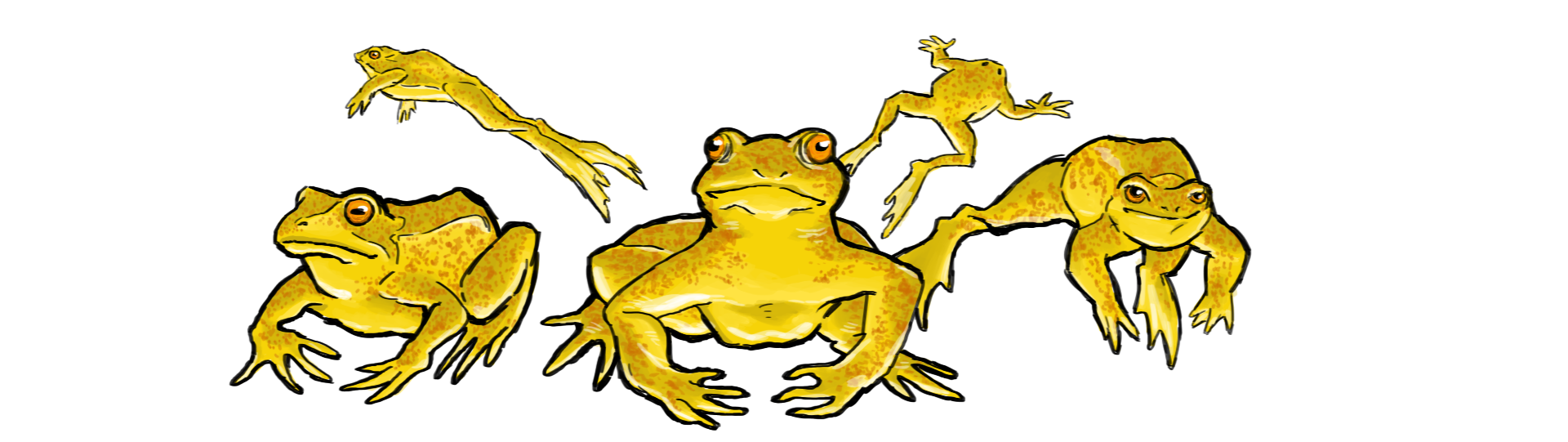 frogbanner copy